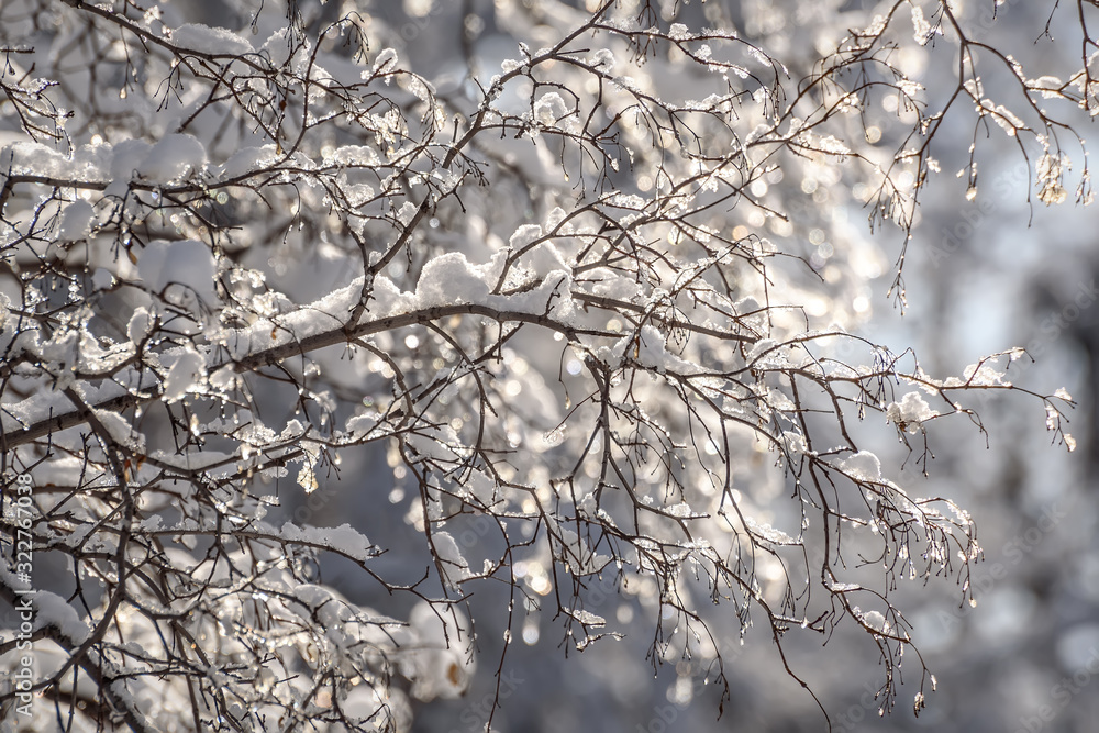 custom made wallpaper toronto digitalsnow branches ice trees winter