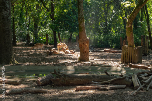 Gamos e Corsos no parque biológico de Gaia, Portugal.