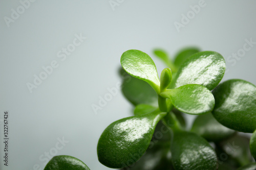 Crassula plant on a gray background. Place for text