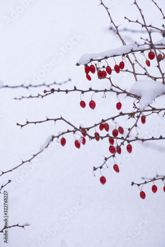 frozen red Berrys 