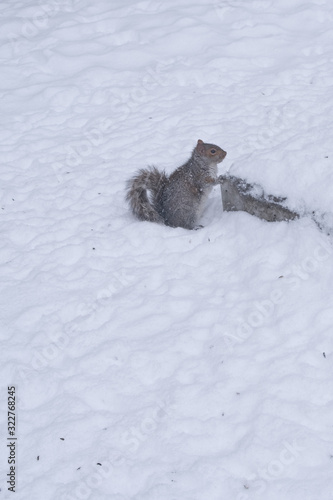 squirrel in the snow 