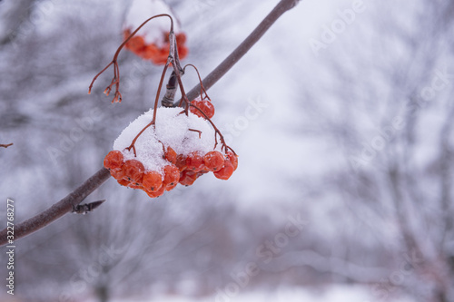 frozen berries 