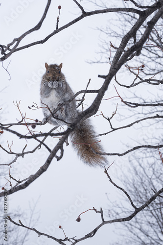 winter squirrel 
