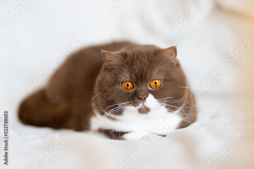 Edel - Britisch Kurzhaar Katze Kitten sehr imposant und typvoll