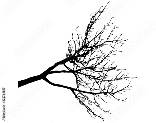 Bare branch of tree, silhouette of branch without leaves. Vector illustration.