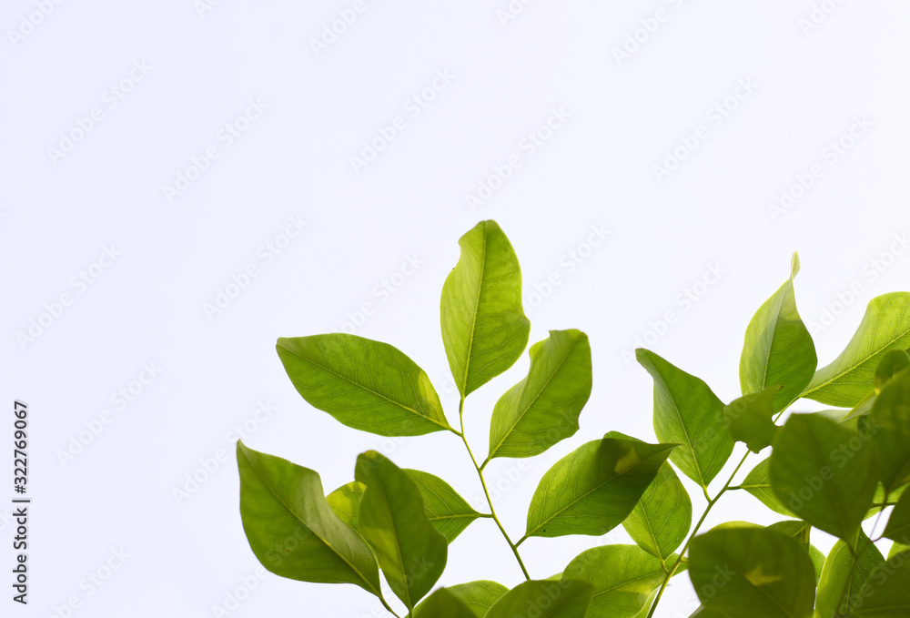 Siamese Rosewood Thai green leaves can be used as a background image. Siamese Rosewood Thai green leaves can be used as a background image.