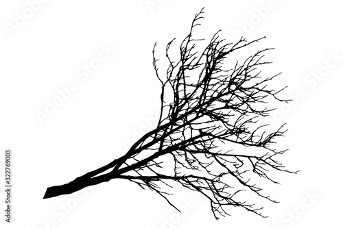 Silhouette of bare branch of chestnut tree. Vector illustration
