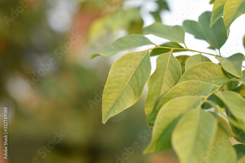 Siamese Rosewood Thai green leaves can be used as a background image. © Sakee