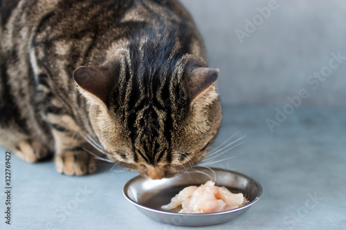 A young cat eats natural chicken meat. Close-up. photo