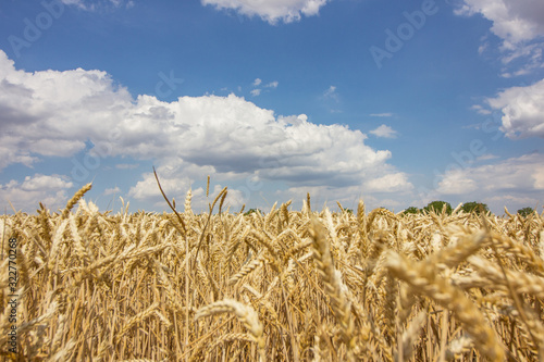A close up texture of wheat ears