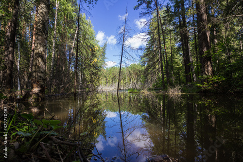 A perfect reflection of a dry tree in the still water