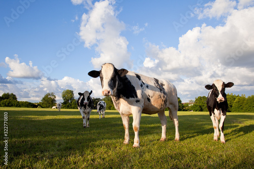 Vache Holstein dans la campagne verte.