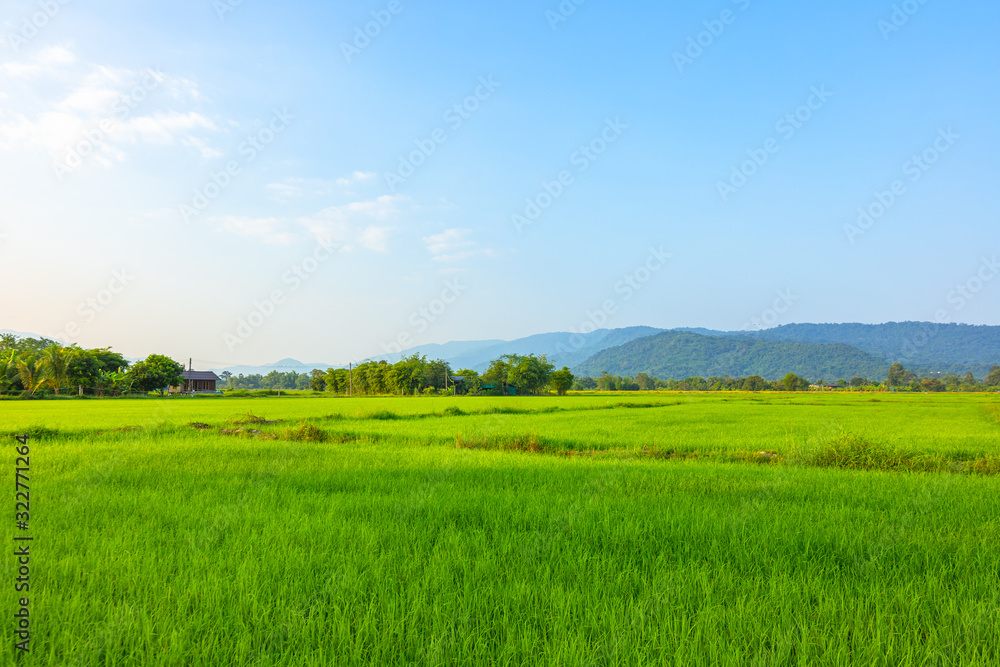 Agriculture green rice field under blue sky and mountain back at contryside. farm, growth and agriculture concept. Agriculture green rice field under blue sky and mountain back at contryside. farm, growth and agriculture concept.