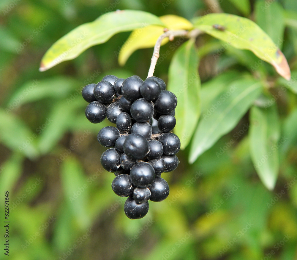 Berries are ripe on ordinary privet (ligustrum vulgare). Berries are ripe on ordinary privet (ligustrum vulgare).