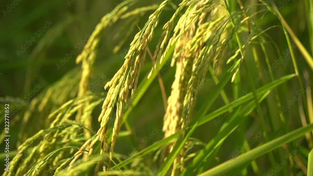 Tilting, Full of rice ears, Rice Richness, The North of Thailand Tilting, Full of rice ears, Rice Richness, The North of Thailand