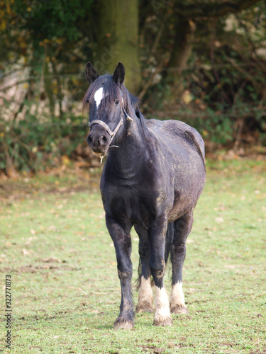 Muddy Horse