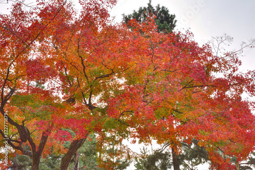 Wallpaper Mural 建仁寺の紅葉 Torontodigital.ca