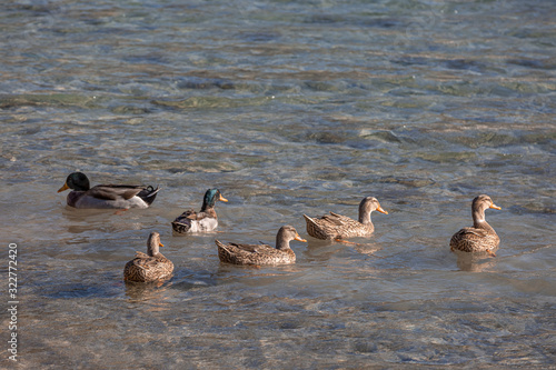 Mallard duck family floating in the blue sea, six gray bedpans in a row photo