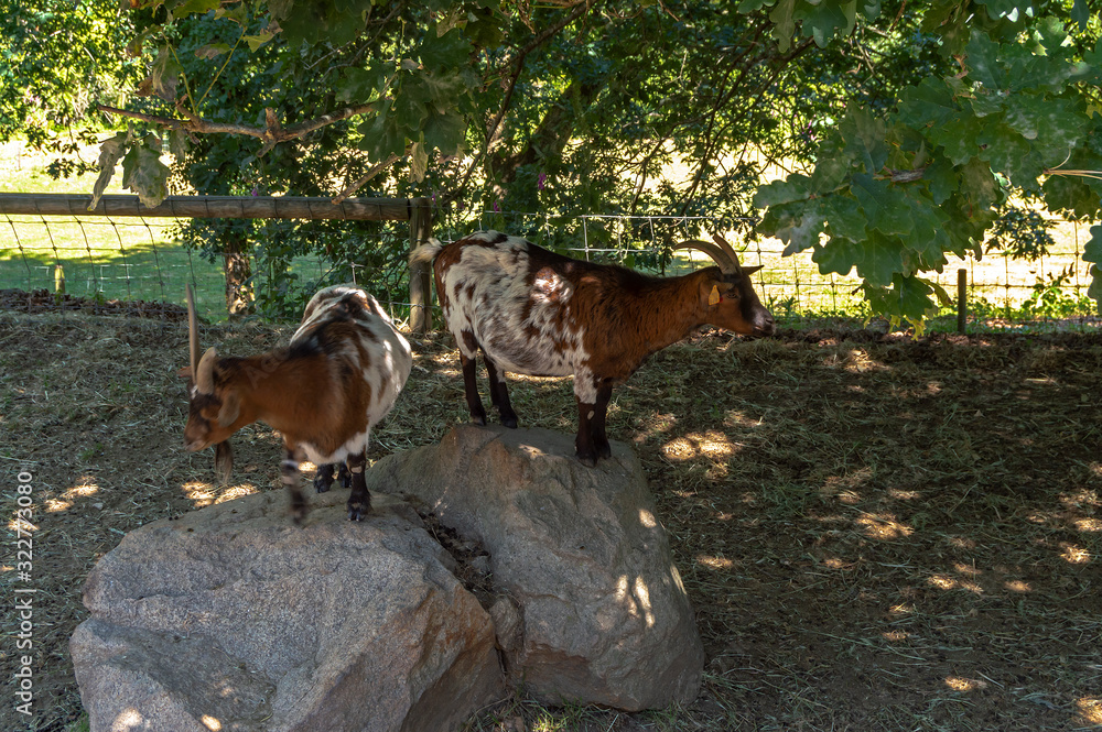 Cabras repousando à sombra das árvores em um dia quente no parque biológico de Gaia, Portugal. Cabras repousando à sombra das árvores em um dia quente no parque biológico de Gaia, Portugal.