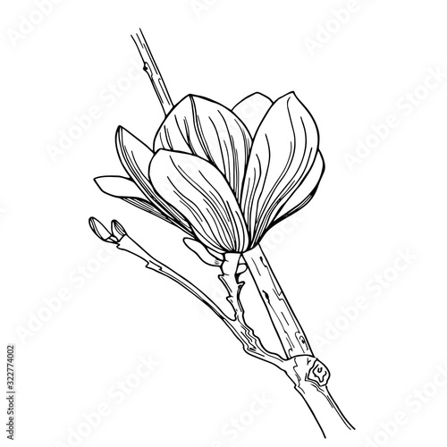 Beautiful unblown magnolia bud on a branch
