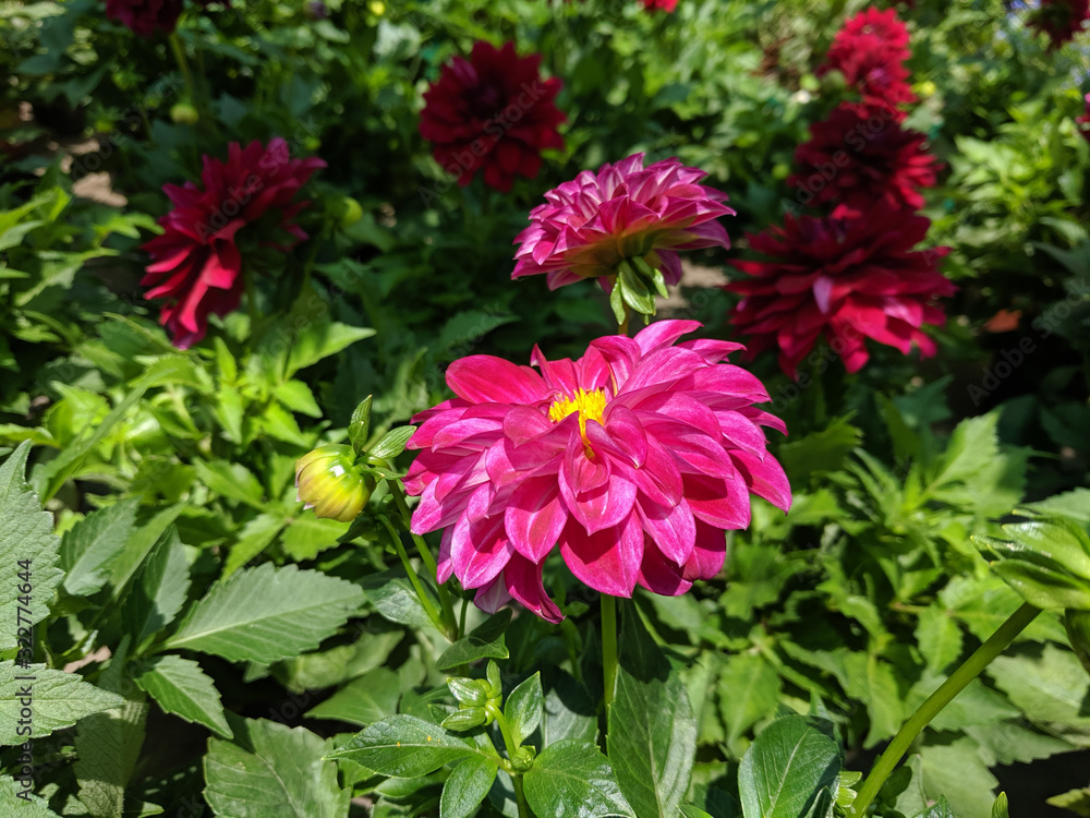 beautiful unusual plants in the garden beautiful unusual plants in the garden