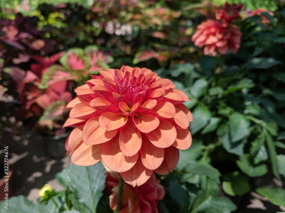 beautiful unusual plants in the garden beautiful unusual plants in the garden