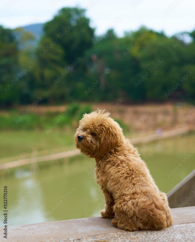 Fototapeta premium dog in laos