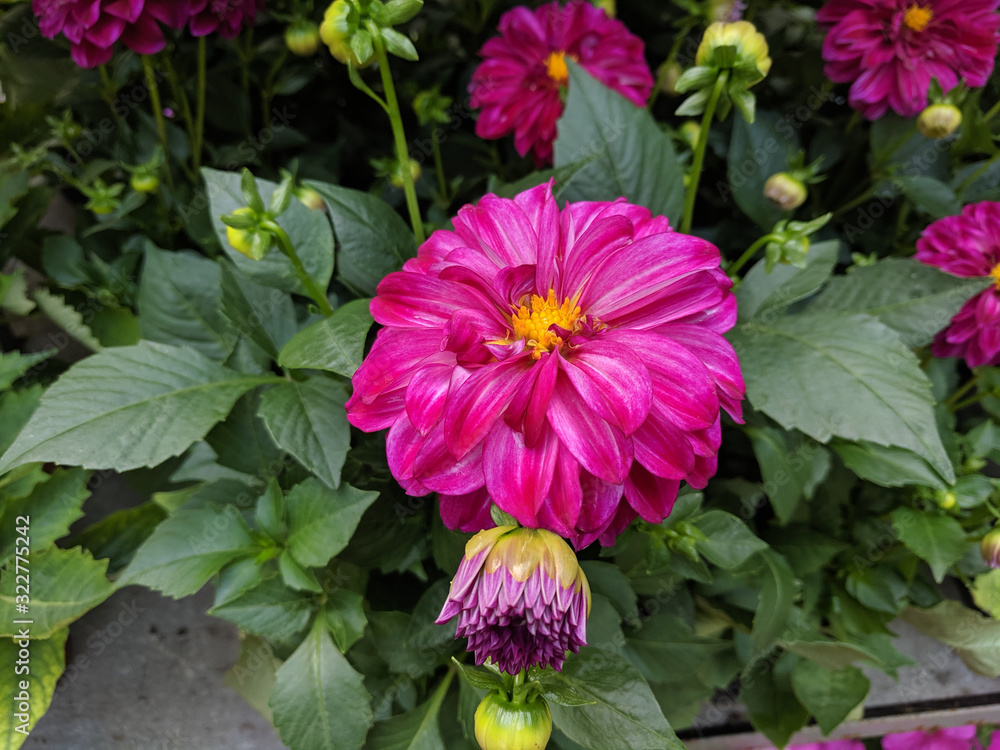 beautiful unusual plants in the garden beautiful unusual plants in the garden