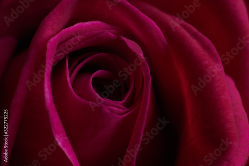 Red rose flower close-up on a black background. Floral design.
