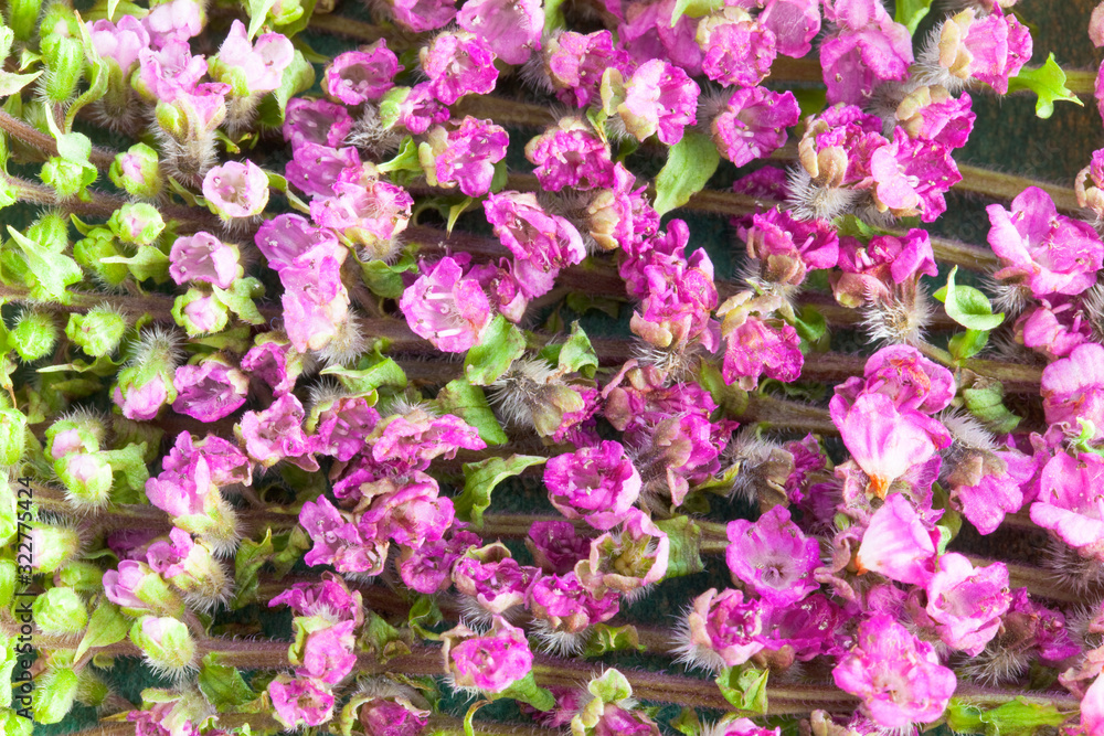 刺身用のツマ　シソの花