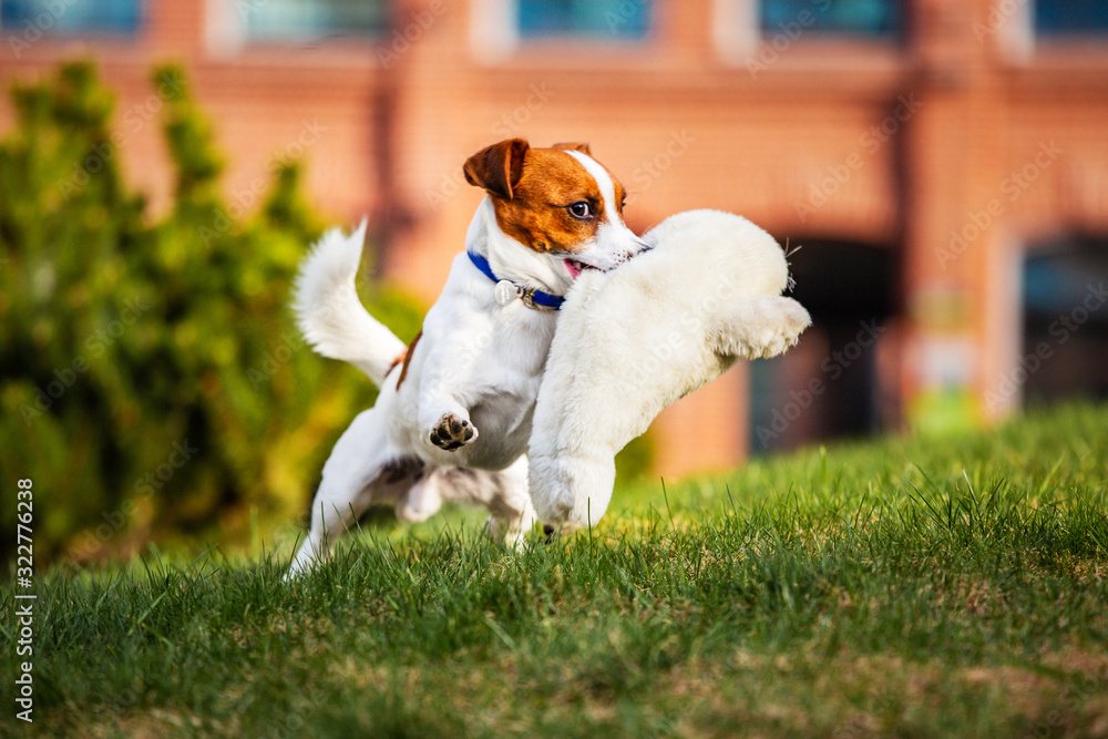 jack russell terrier jack russell terrier