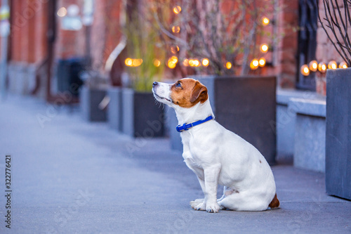 jack russell terrier photo