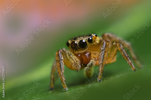 closeup of jumping spider on leaf