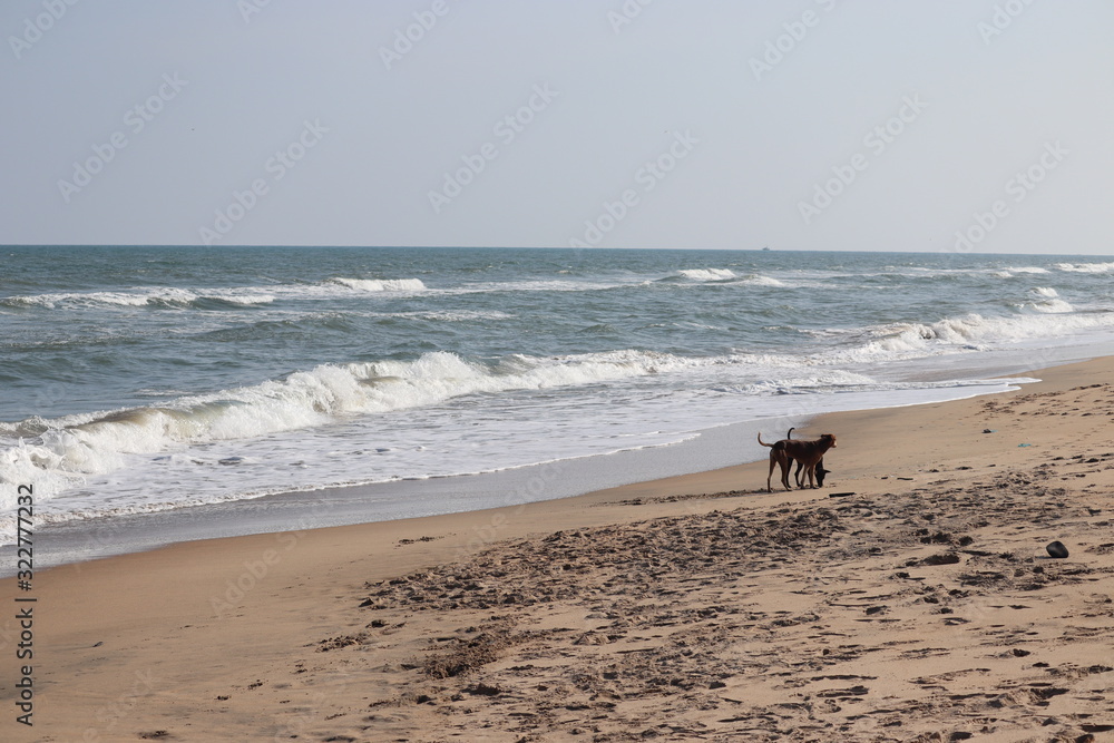 landscape on the beach with sea and a black dog playing on sand against clear blue sky
