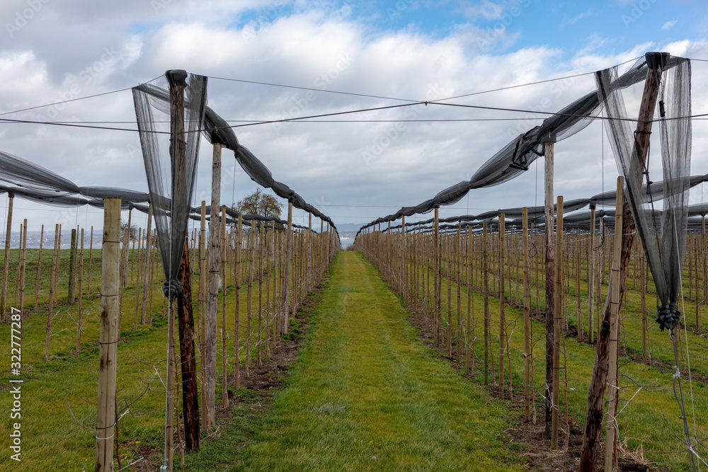 Weinanbau oberhalb Bodensee auf Schweizer Boden