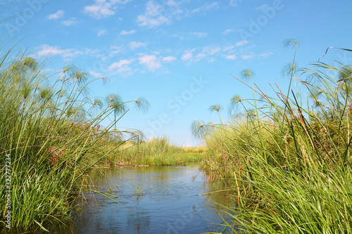 Okavango delta, plants that grow from water mainly Cyperus papyrus. Taken from a boat from mokoro, paddled by a local guide using a long wooden lath, Botswana, Africa. photo