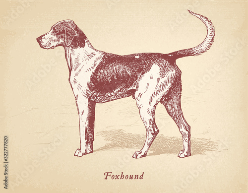 Foxhound - dog vector engraving masterfully restored