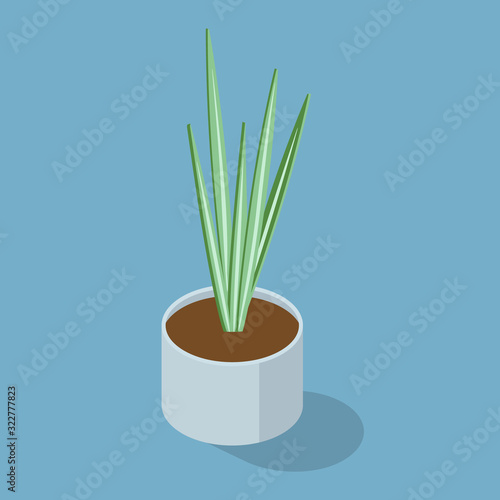 Isometric home plant in a pot isolated on blue background. Interior plants. Home gardening and decorating.  Vector illustration