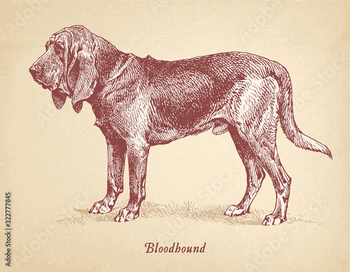 Bloodhound dog vector engraving masterfully restored.