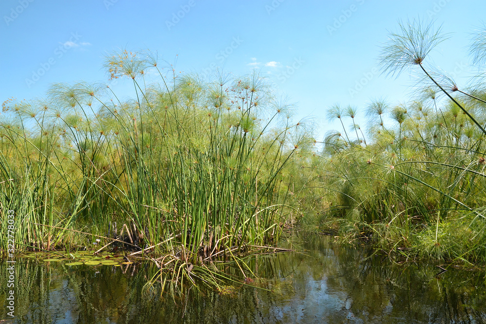 Okavango delta, plants that grow from water mainly Cyperus papyrus. Taken from a boat from mokoro, paddled by a local guide using a long wooden lath, Botswana, Africa.