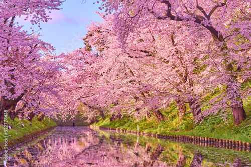 cherry blossom in hirosaki park, aomori, japan