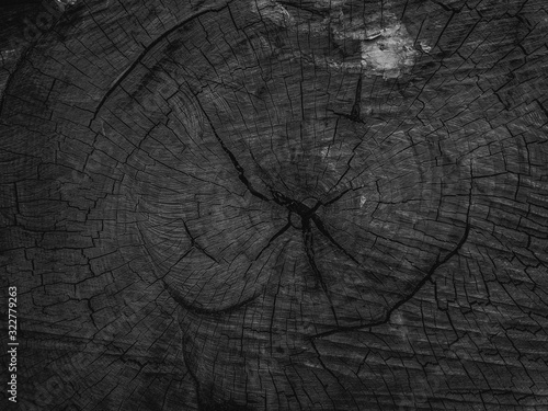 Atmospheric texture of natural wood bark