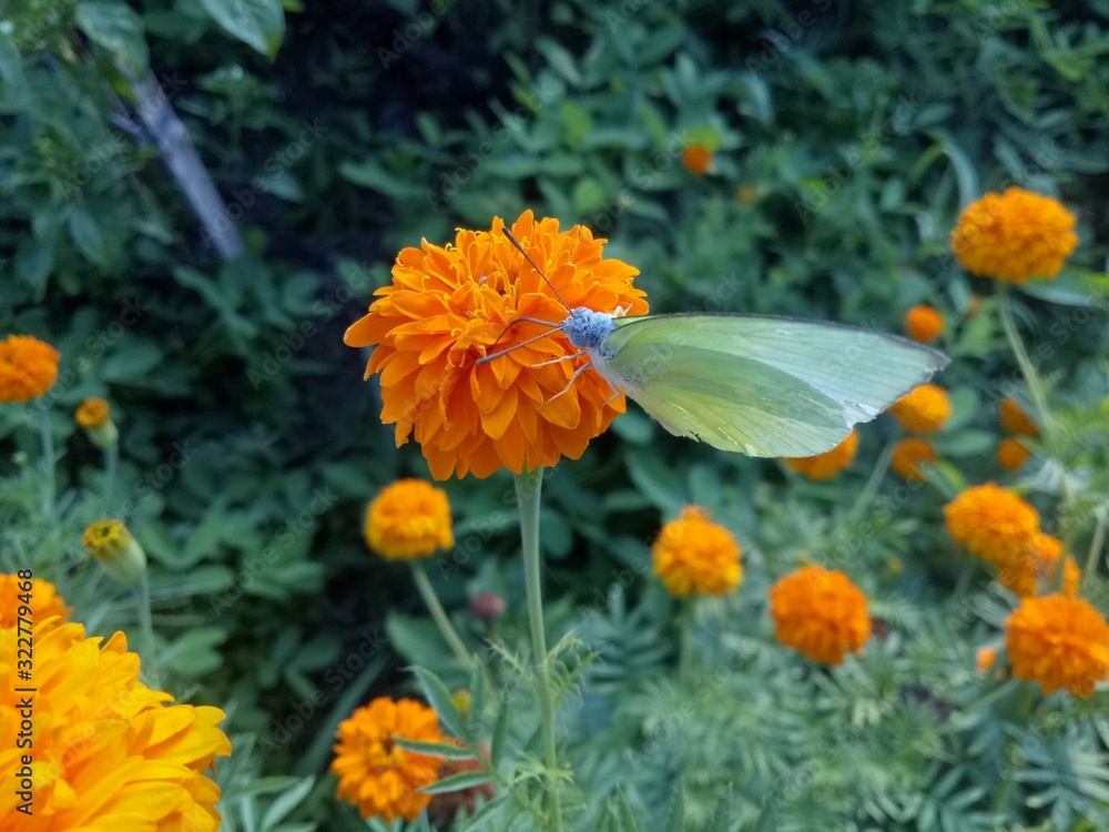 orange flowers and very beautiful butterflies orange flowers and very beautiful butterflies