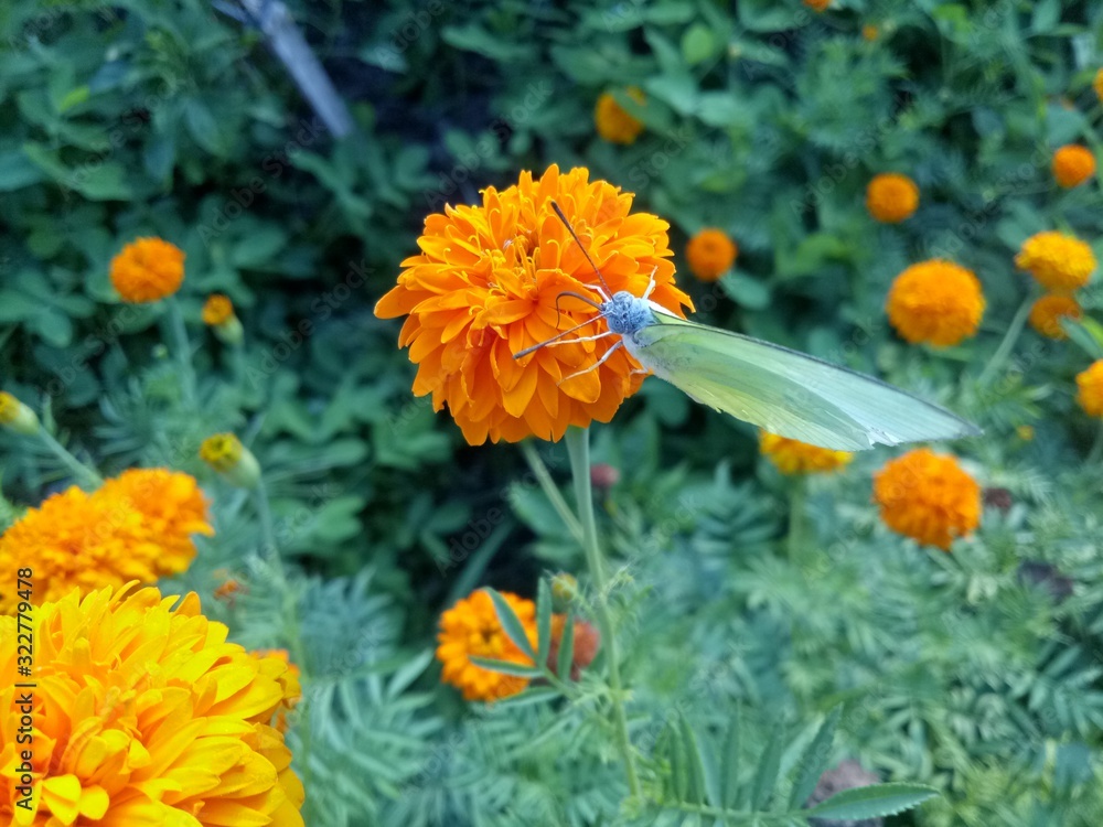 orange flowers and very beautiful butterflies orange flowers and very beautiful butterflies