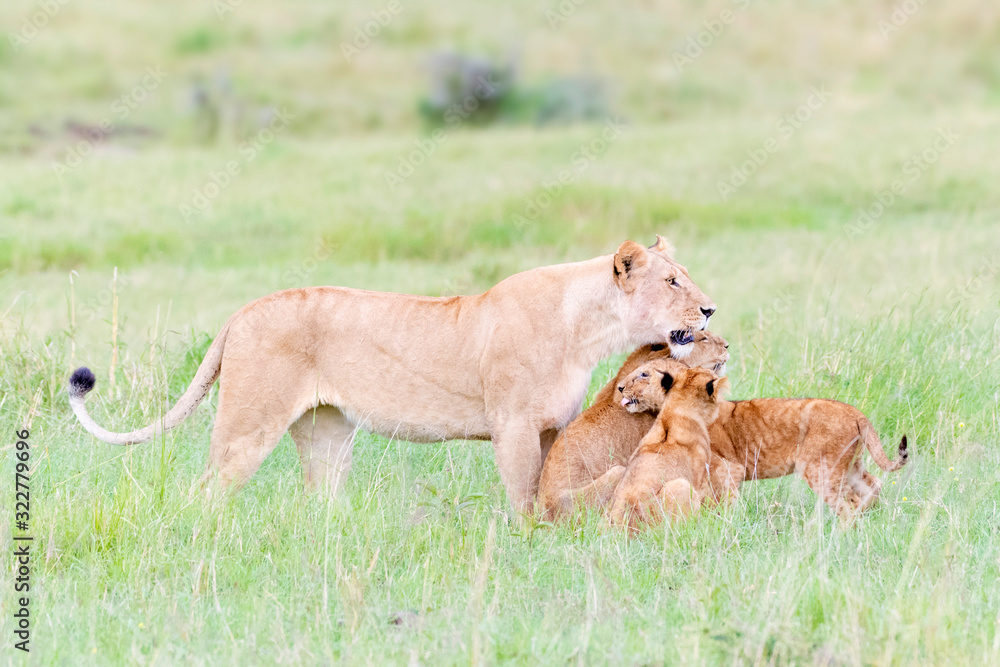 Lioness (Panthera leo) greeting cubs, Maasai Mara national reserve, Kenya Lioness (Panthera leo) greeting cubs, Maasai Mara national reserve, Kenya