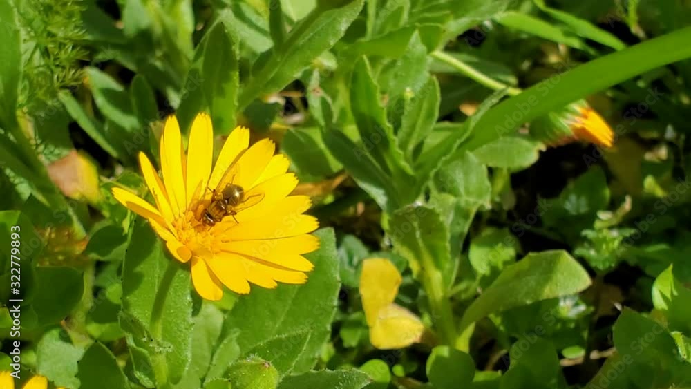 Spring fly insect flying over pollen flowers field,animal feed instinct motion Spring fly insect flying over pollen flowers field,animal feed instinct motion