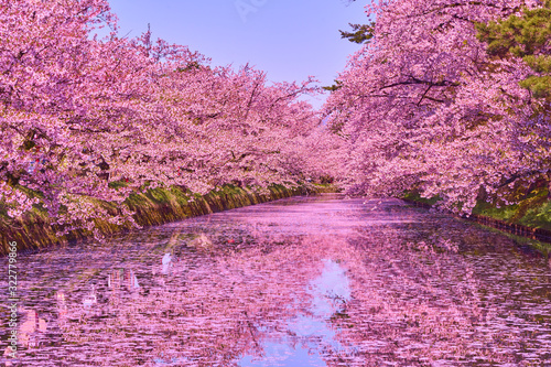 cherry blossom in hirosaki park, aomori, japan