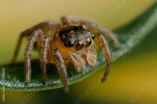 ่jumping spider closeup on green leave