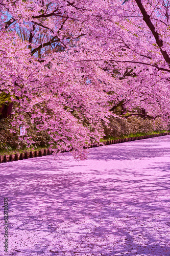 cherry blossom in hirosaki park, aomori, japan