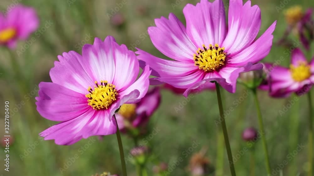 Pink mexican aster white patterns or cosmos bipinnatus flower field blooming in nature garden and light wind outdoor background Pink mexican aster white patterns or cosmos bipinnatus flower field blooming in nature garden and light wind outdoor background